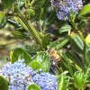 ABEILLE. Jardin, 22 juin 2024  '' Océan d'Abeille ''. CLÉOPHÉE HENRY DECORMEILLE